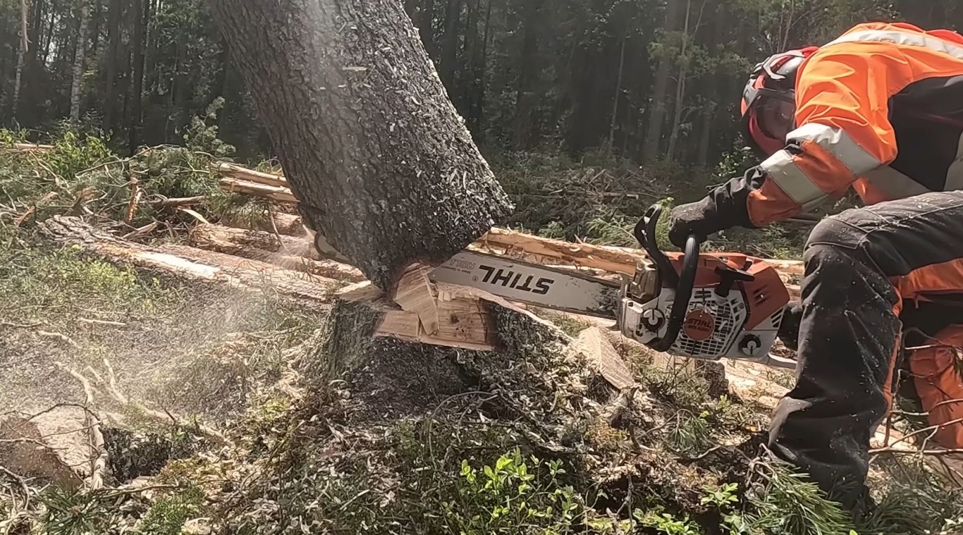 Professional tree removal service with chainsaw in Lake Stevens, WA